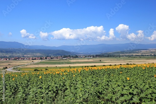 Fotoroleta niebo słonecznik rolnictwo góra