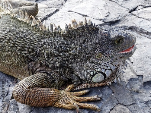 Obraz na płótnie gad morze gekko bajka