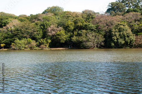 Obraz na płótnie ogród brazylia park drzewa ameryka południowa