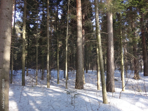 Obraz na płótnie las słońce śnieg drzewa