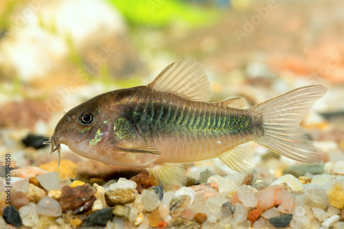 Naklejka sum tropikalny zwierzę ryba woda