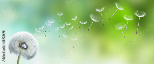 Fototapeta roślina lato mniszek słońce kwiat