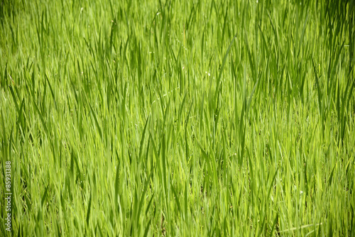 Fototapeta łąka ogród trawa