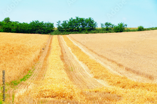 Obraz na płótnie łąka pszenica natura żniwa lato