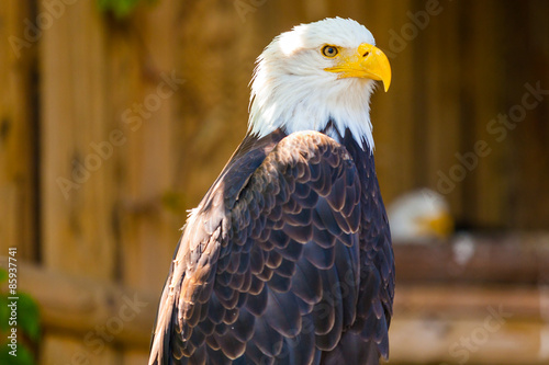 Fototapeta zwierzę sea eagle duży vogel lot