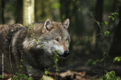 Plakat dzikie zwierzę wilk opakowanie drapieżnik