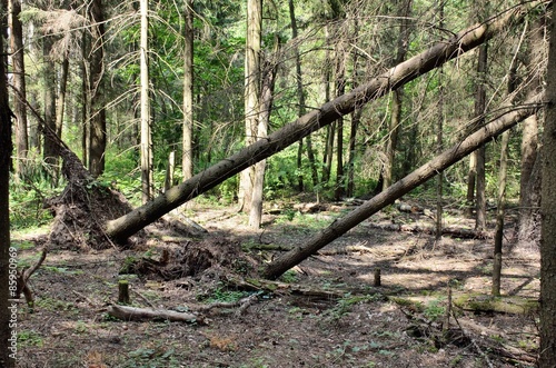 Obraz na płótnie drzewa las pień
