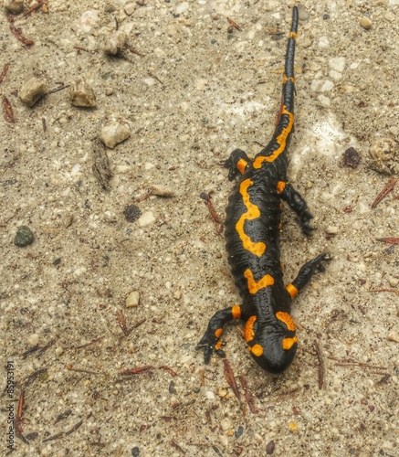 Plakat natura zwierzę gad salamandra 