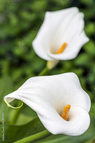 Fototapeta roślina kwiat ładny biały ogrodnictwo
