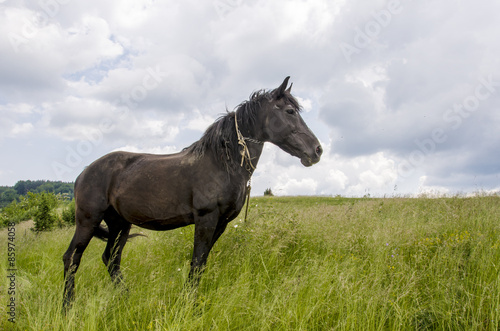 Fotoroleta koń dziki pole