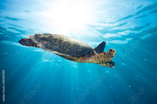 Fototapeta filipiny indonezja podwodne zwierzę