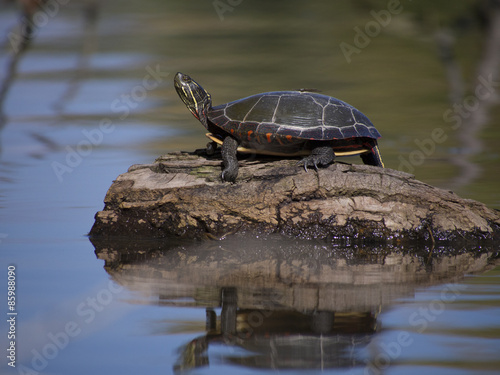 Plakat zwierzę żółw park natura