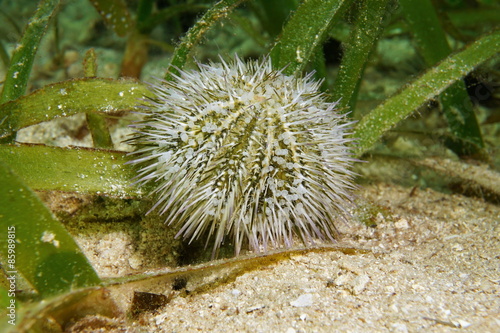 Fototapeta woda podwodny karaiby fauna