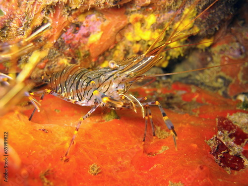 Fototapeta podwodne zwierzę woda