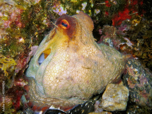 Fotoroleta podwodny mięczak obraz
