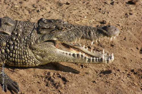 Naklejka brzeg woda gad aligator zwierzę
