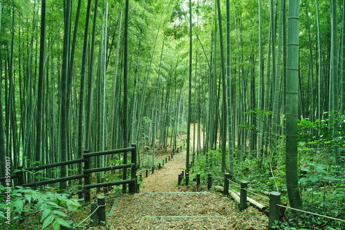 Plakat roślina droga orientalne aleja bambus