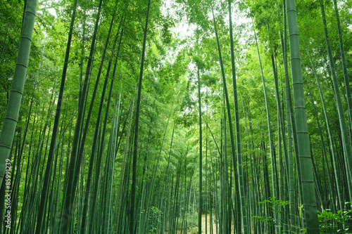 Fototapeta aleja droga bambus