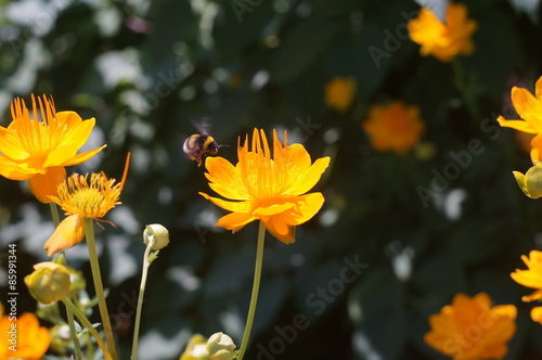 Fototapeta roślina ogród ładny kwiat