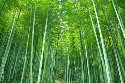Fotoroleta krajobraz roślina bambus japonia