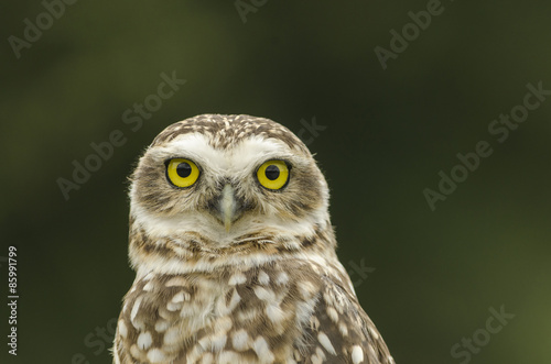 Fototapeta ptak dziki zwierzę sowa oko