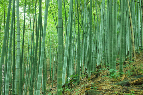 Naklejka roślina krajobraz bambus