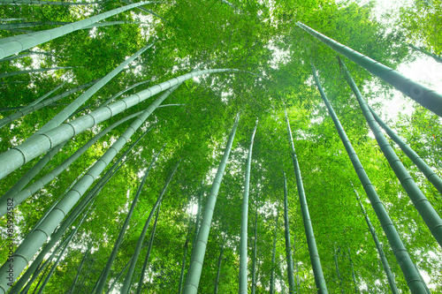 Fototapeta bambus krajobraz droga roślina