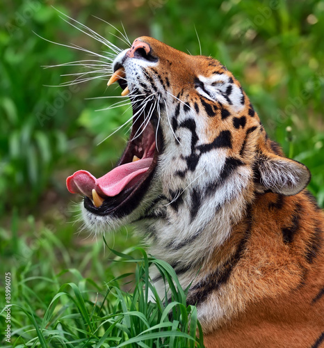 Fototapeta zwierzę dzikie zwierzę fauna azja