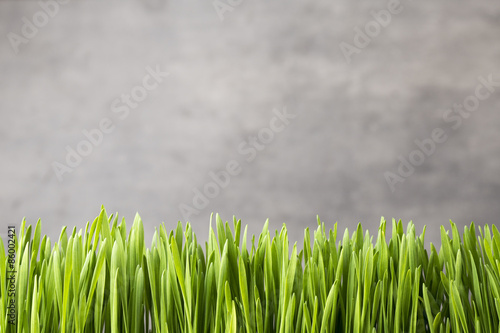 Obraz na płótnie łąka natura trawa pole