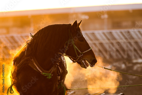 Fotoroleta zwierzę koń słońce wyścigi konne hipodrom