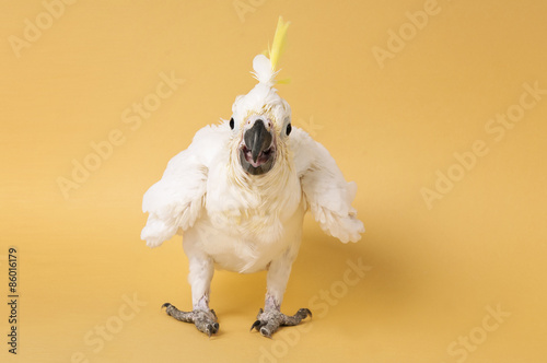 Fotoroleta zwierzę pejzaż ptak zoo biały