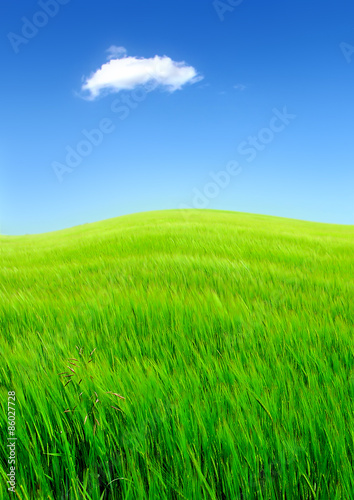 Naklejka łąka pole trawa