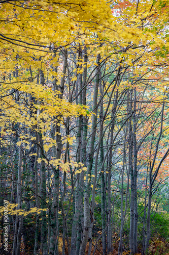 Fotoroleta las jesień drzewa plaża topola