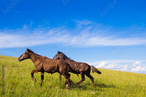 Fotoroleta natura krajobraz koń