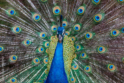 Fototapeta zwierzę ptak wzór