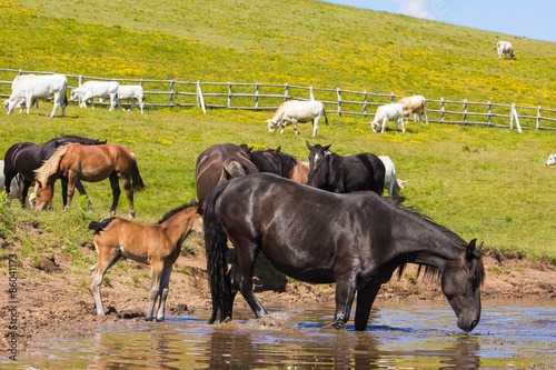 Fotoroleta krajobraz jezioro krowa bydło koń
