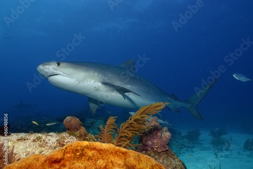 Fototapeta ryba bahamy morze karaibskie