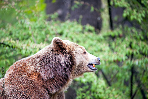 Fototapeta drzewa zwierzę las niedźwiedź oko