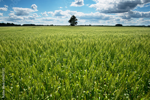 Fotoroleta Green wheat field.