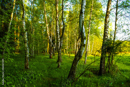 Naklejka rosja las pejzaż natura