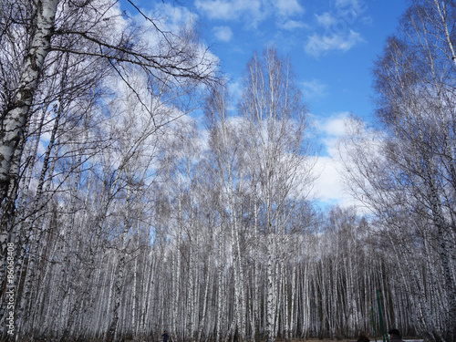 Fotoroleta niebo drzewa śnieg brzoza