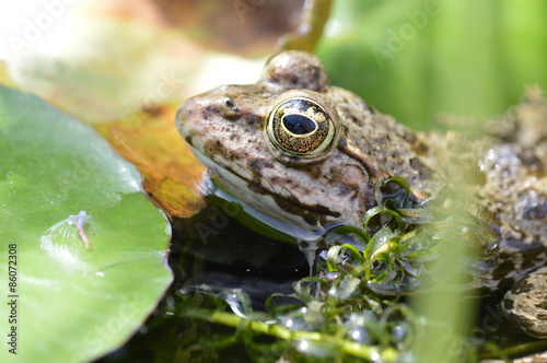 Fototapeta płaz żaba zwierzę