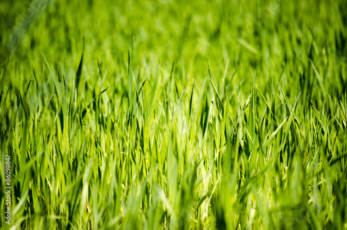 Naklejka trawa roślina łąka