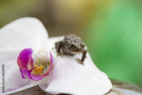 Obraz na płótnie płaz storczyk żaba egzotyczny kwiat
