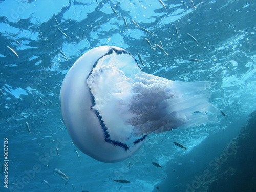 Naklejka podwodne francja morze śródziemne