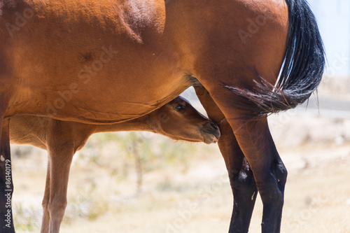Fotoroleta klacz ssak arabski pastwisko koń