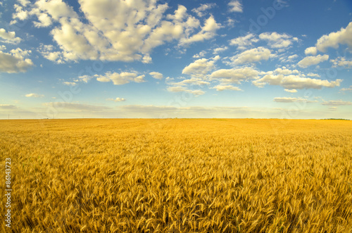 Fototapeta pszenica łąka mąka słoma