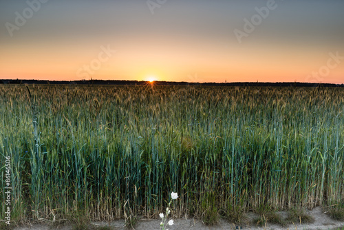 Fotoroleta pszenica pejzaż niebo pole