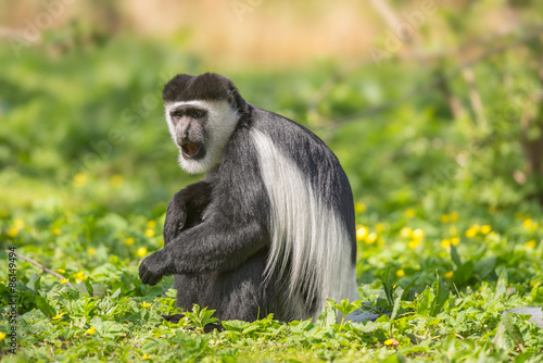 Fototapeta ciało małpa ssak zwierzę portret