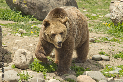 Fototapeta mężczyzna niedźwiedź ssak